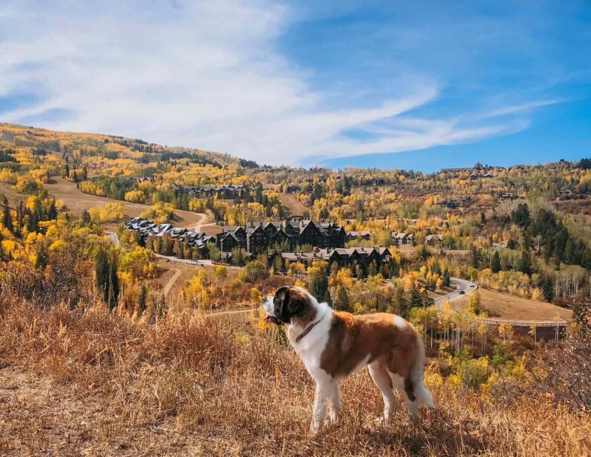 the-most-luxurious-dog-friendly-hotels