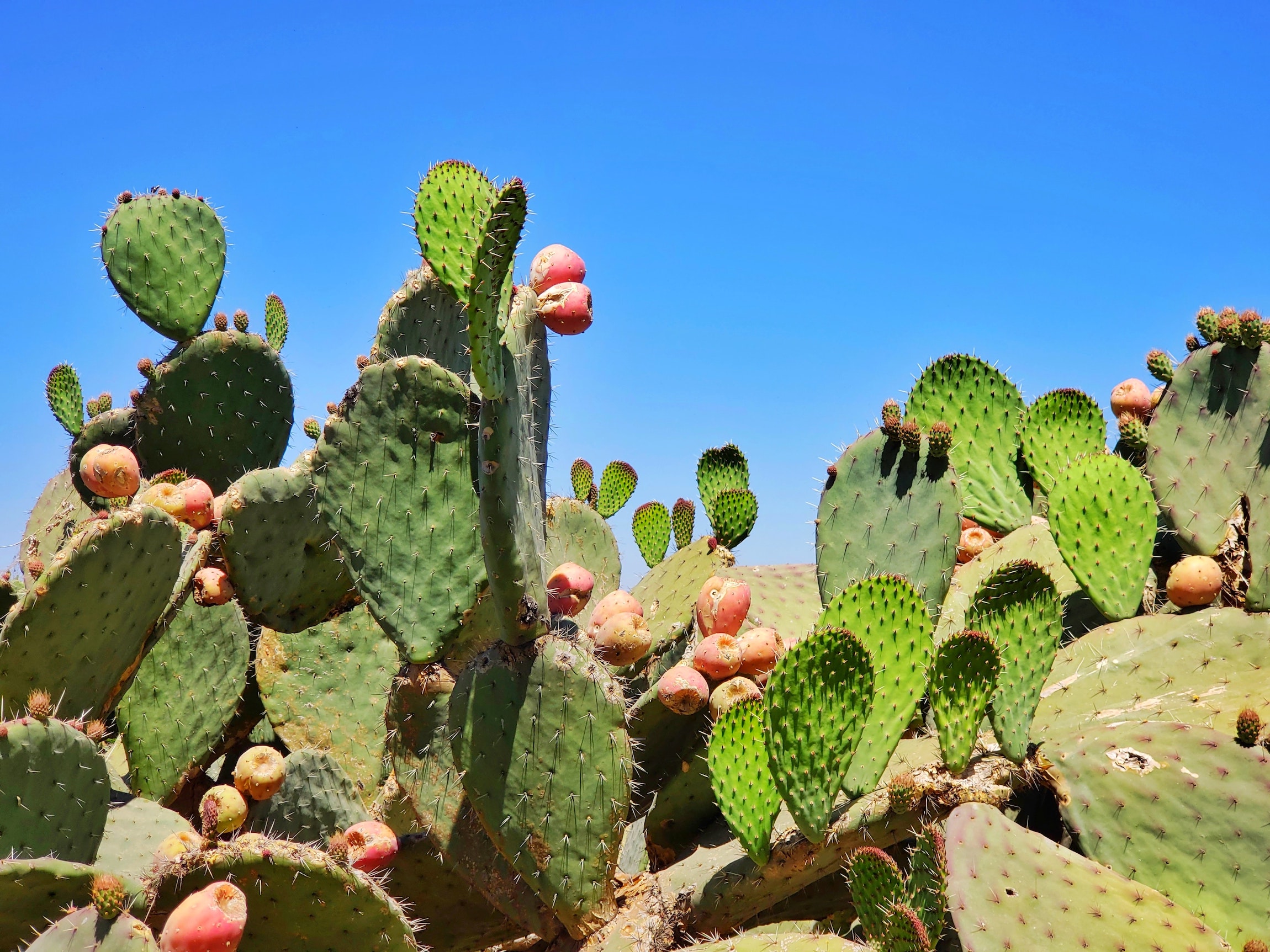 introduce-prickly-pear-cactus-into-your-cooking-to-harness-its-surprising-benefits