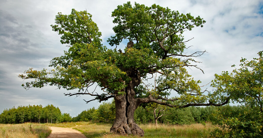 poland-wins-european-tree-of-the-year-after-russia-is-banned