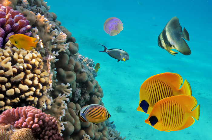 7-best-places-for-snorkeling-in-costa-rica