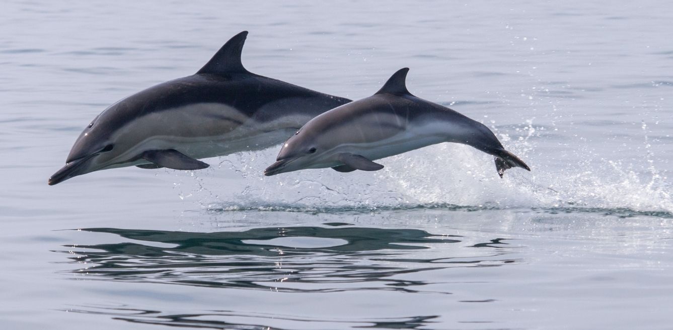bucket-list:-go-dolphin-spotting-in-india-at-these-10-destinations