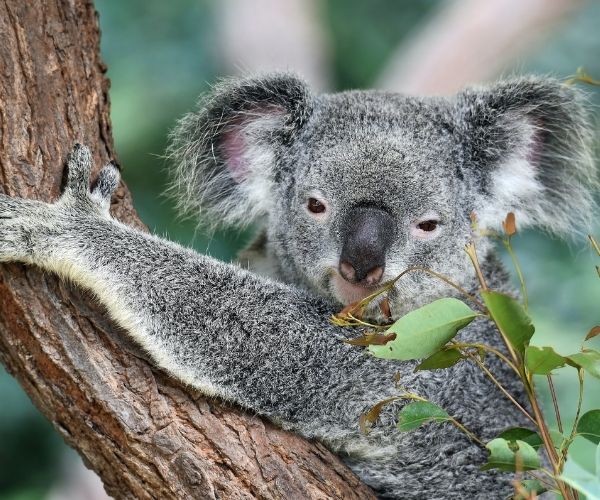 11-reasons-to-visit-australia