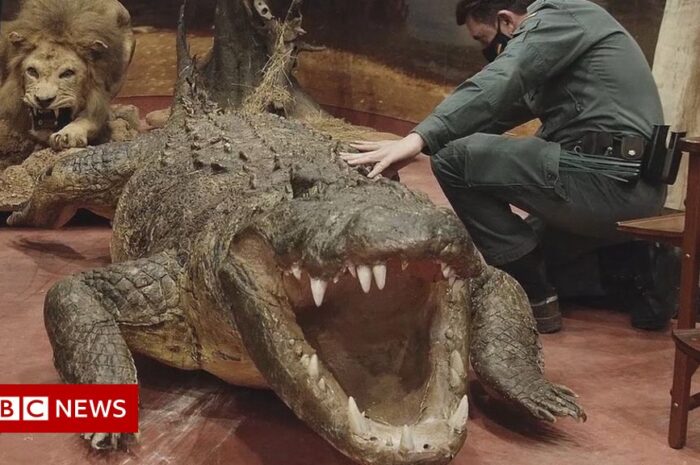 spanish-police-seize-huge-haul-of-illegal-stuffed-animals