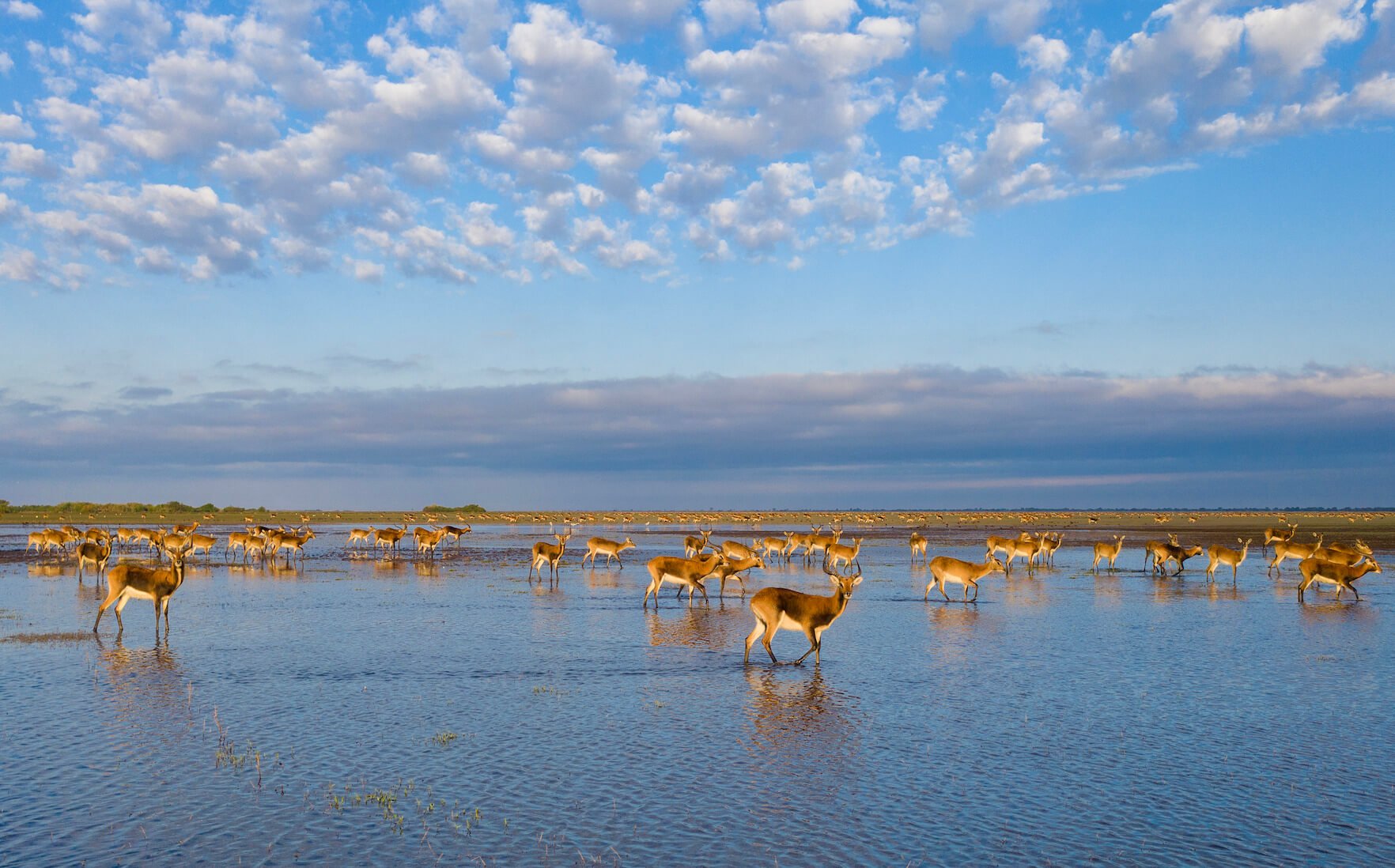 beautiful-bangweulu