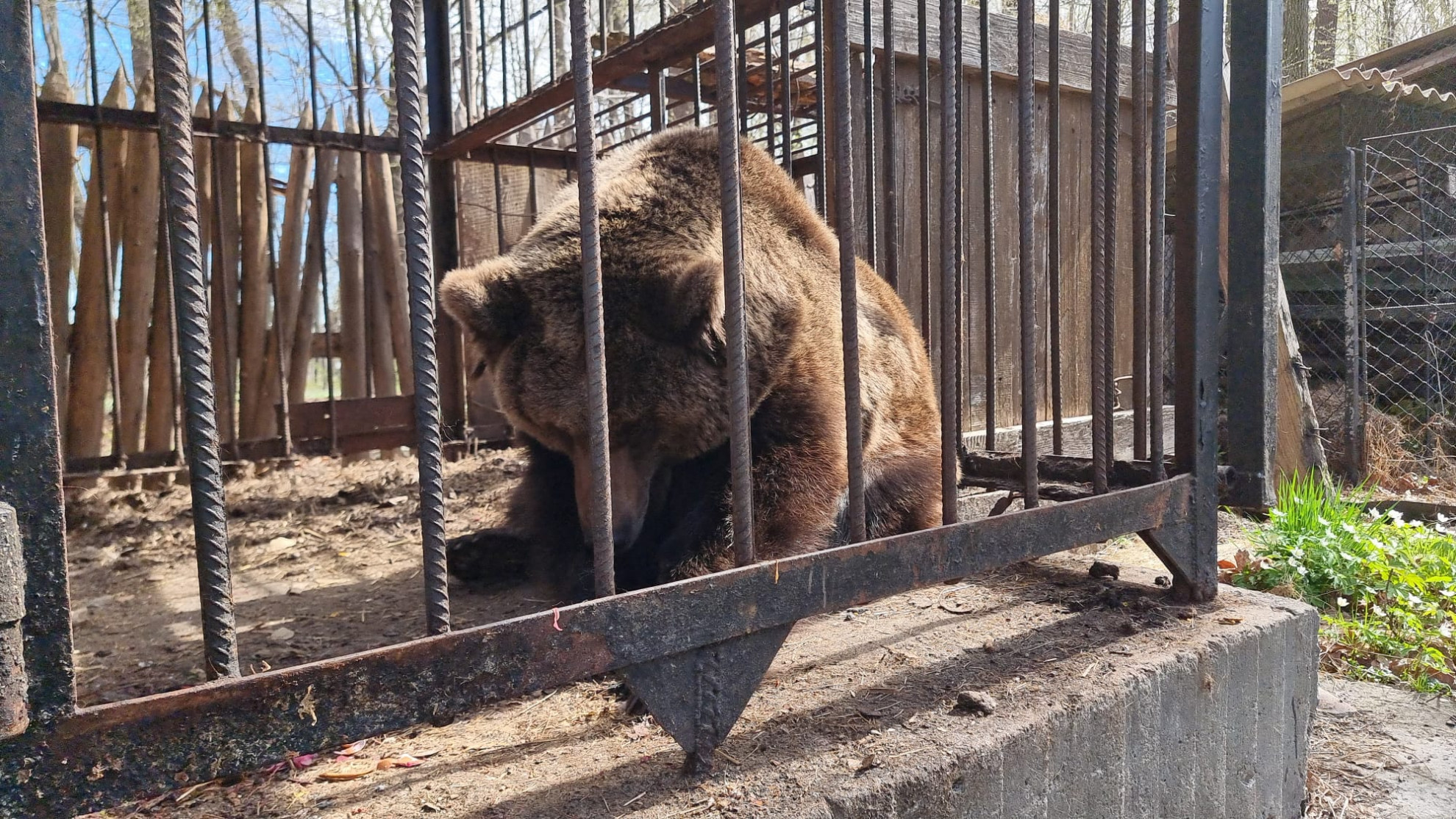 dall’ucraina-ai-paesi-bassi:-la-storia-dell’orso-kiriusha