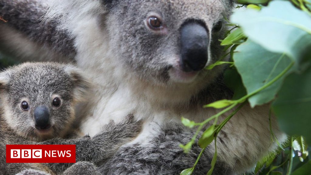 could-freezing-koala-sperm-help-save-the-species?