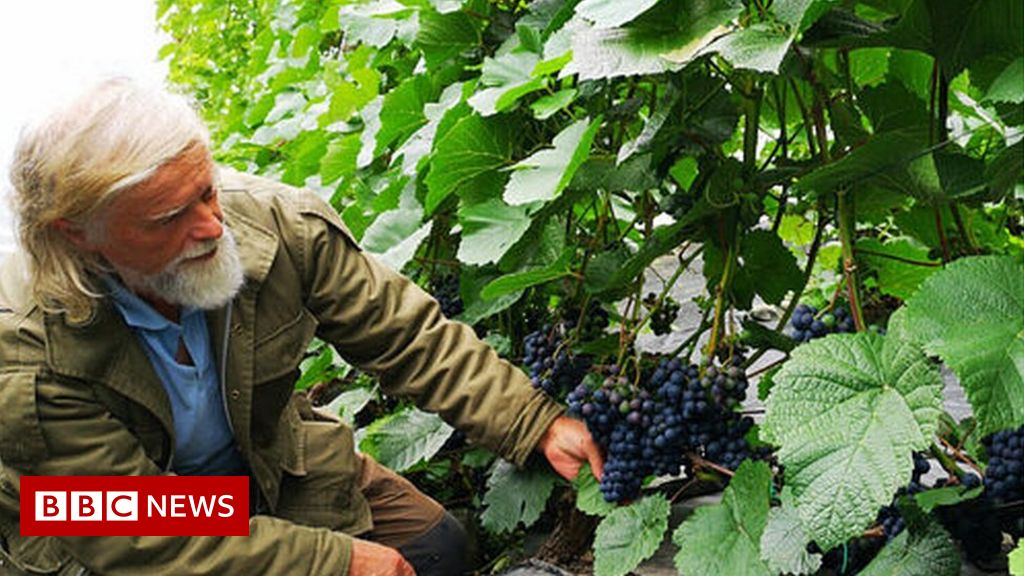 climate-change:-‘we’re-making-wine-in-norway’