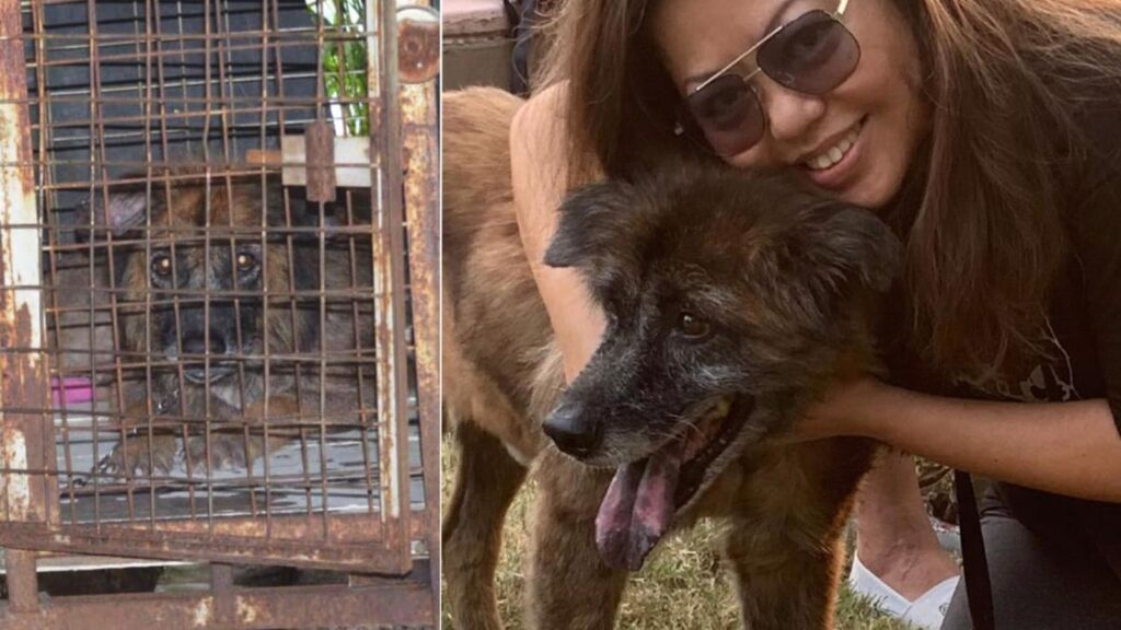 grieved-by-the-sufferings-of-chained-dogs,-this-activist-engages-owners-to-free-their-pets