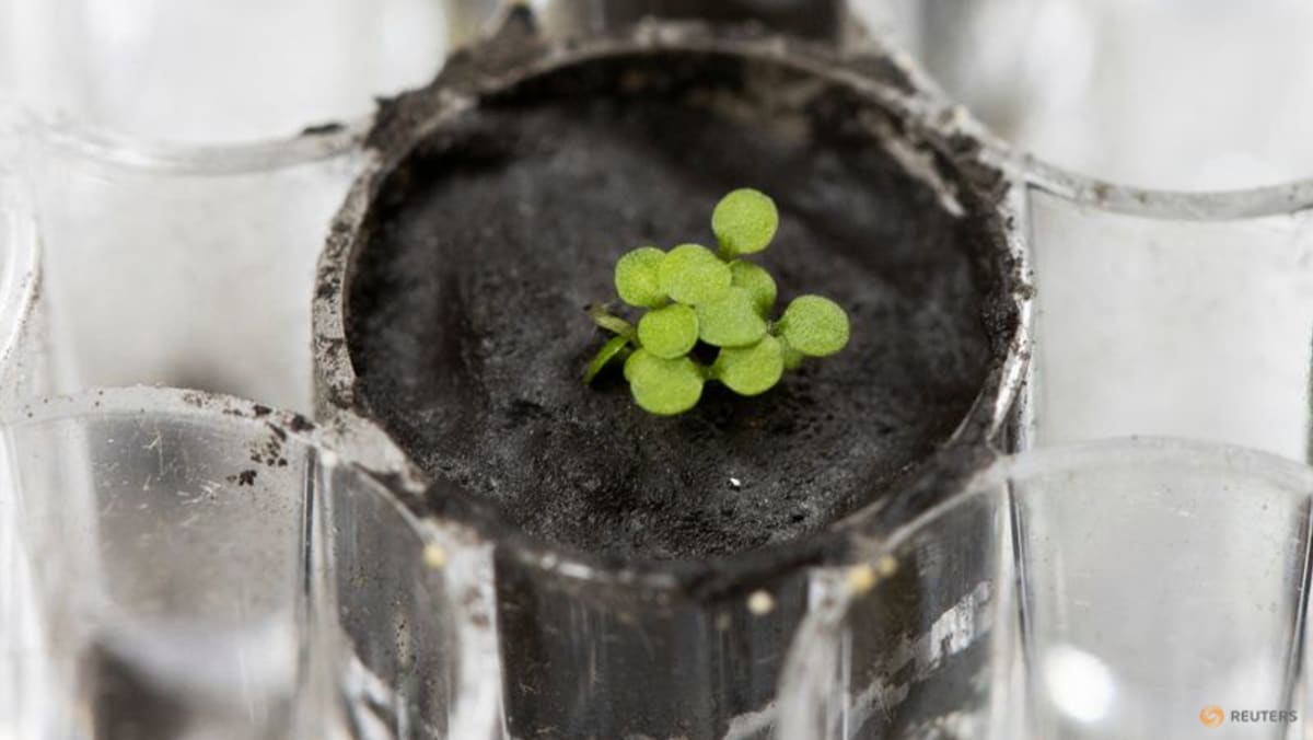 in-one-giant-leap-for-earth-plants,-seeds-are-grown-in-moon-soil