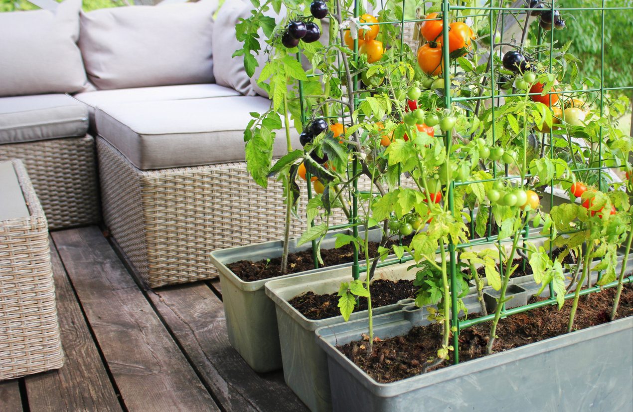 come-coltivare-i-pomodori-in-vaso:-consigli-e-trucchi