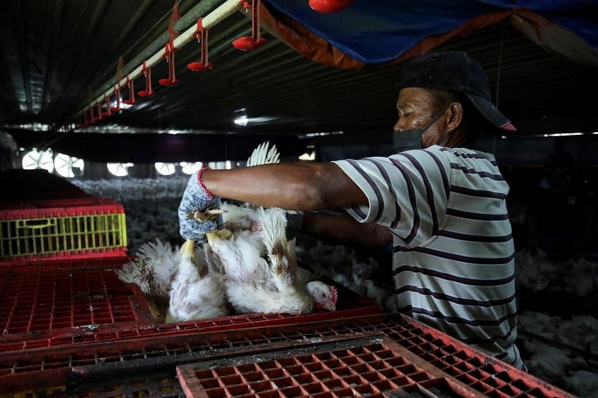 malaysia’s-pm-says-move-to-retain-chicken-price-ceiling-based-on-public-feedback