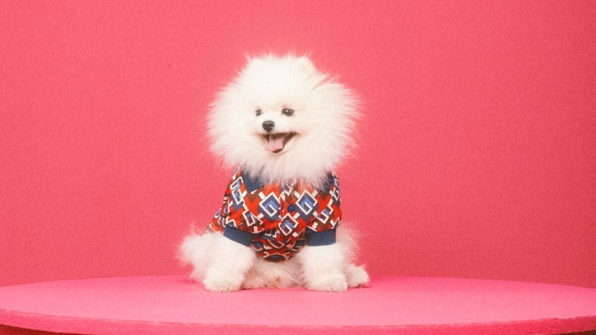 gucci-unveils-a-pet-collection-with-clothes-and-accessories-for-fur-kids