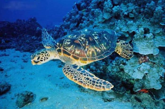 7-of-the-best-snorkeling-destinations-in-florida