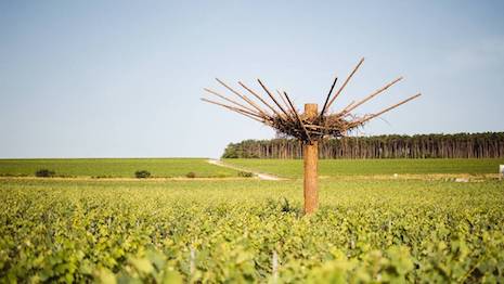 ruinart-continues-melding-champagne,-art-and-the-environment