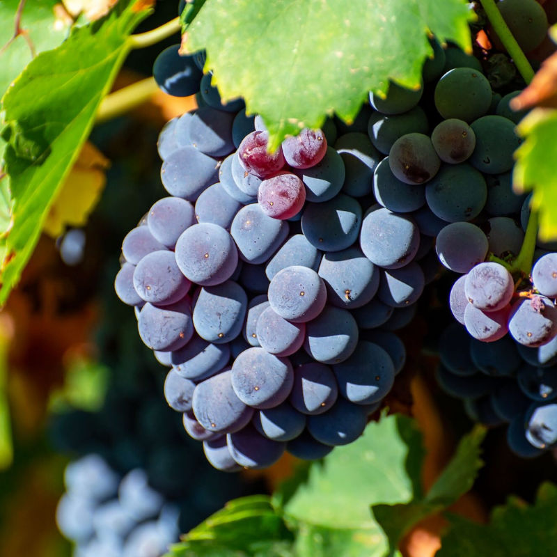 everything-you-need-to-know-about-carignan:-an-underrated-wine-grape