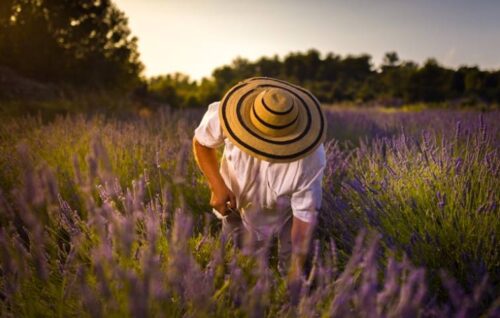 maslina-resort-croatia-celebrates-its-annual-lavender-festival
