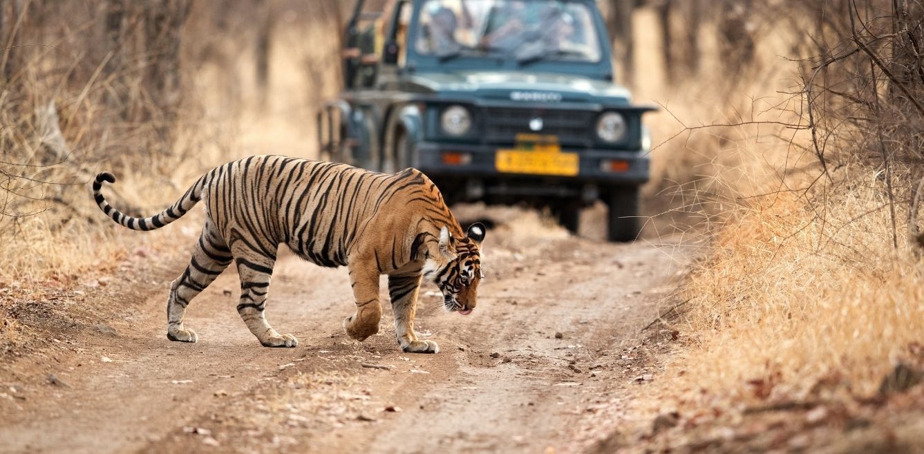 wildlife-sanctuaries-and-national-parks:-here’s-the-difference