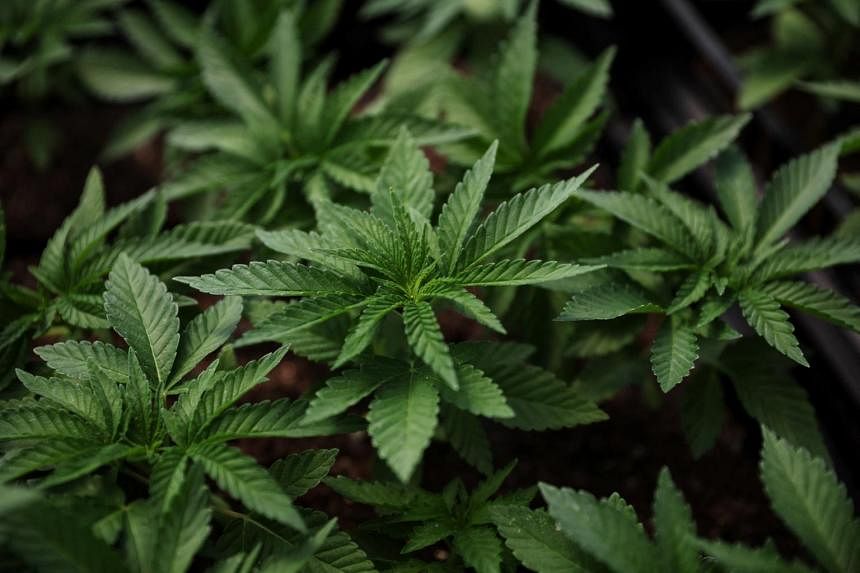 indonesian-court-rejects-call-to-legalise-medicinal-marijuana