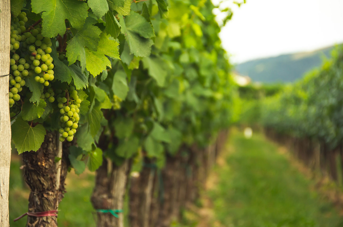 scientists-find-new-clues-to-‘billion-dollar’-vine-diseases