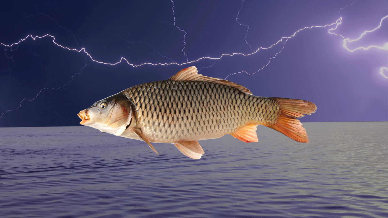 why-the-army-corps-of-engineers-is-electrocuting-invasive-fish