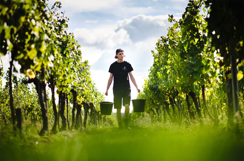 uk-wine-harvest-2022:-‘exceptional’-fruit-excites-producers-–-decanter