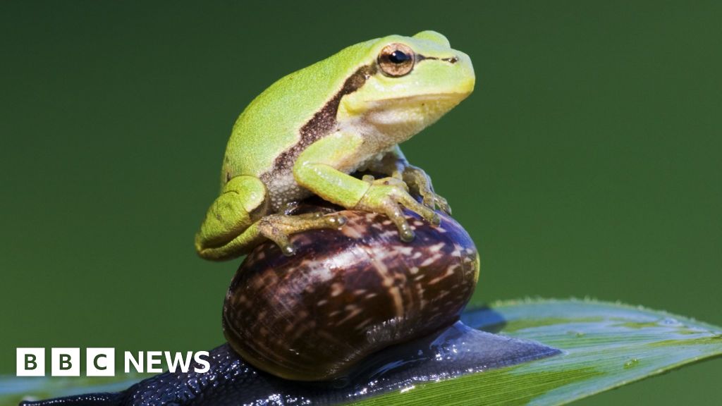 conservation:-explosion-in-frog-numbers-after-mass-pond-digging