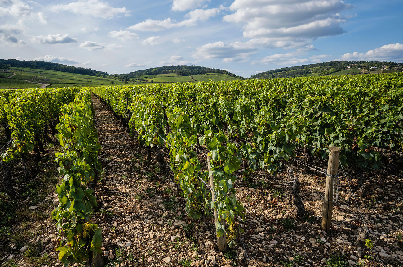 burgundy-2022-harvest:-winemaker-optimism-running-high-–-decanter