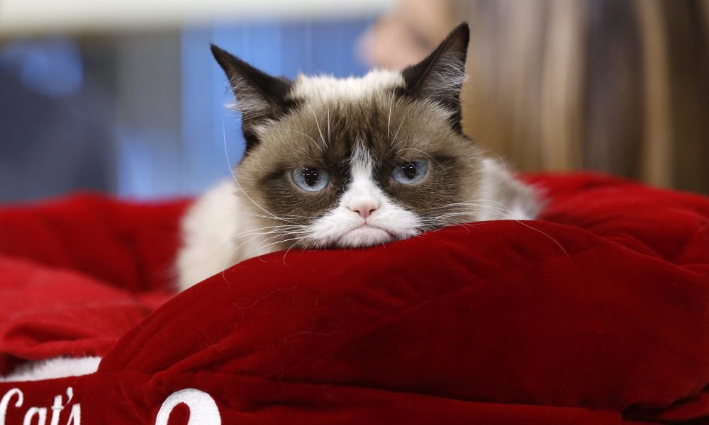 social-media's-meme-celebrity-grumpy-cat-wins-$710,000-lawsuit-–-paydayville