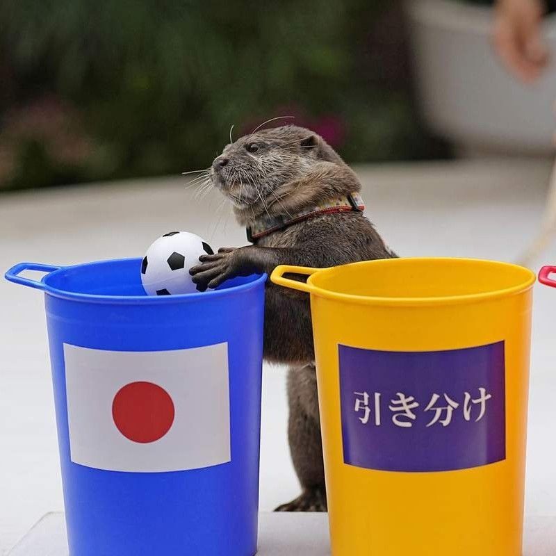 meet-the-japanese-otter-predicting-the-2022-fifa-world-cup