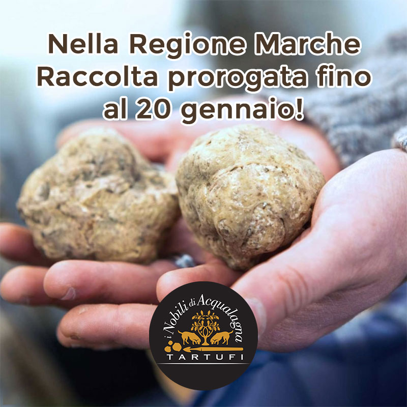 raccolta-del-bianco-pregiato-prorogata-fino-a-fine-gennaio-di-ogni-anno-–-tartufi-italia