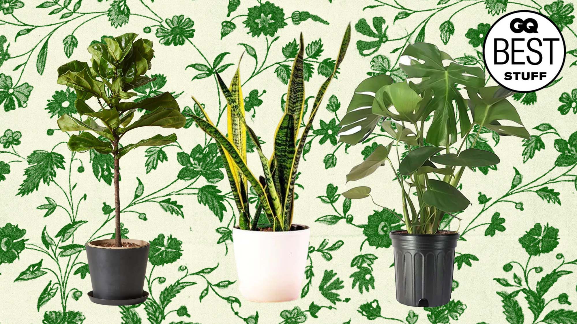 23-entry-level-houseplants-that-will-bump-you-to-green-thumb-status