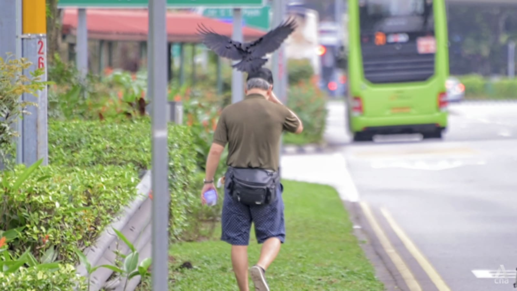 pathway-in-bishan-temporarily-closed-after-crows-attack-passers-by