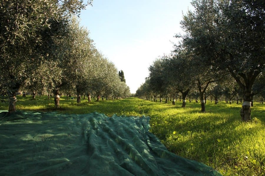 olio:-in-dieci-anni-produzione-dimezzata.-al-masaf-aperto-un-tavolo-di-confronto