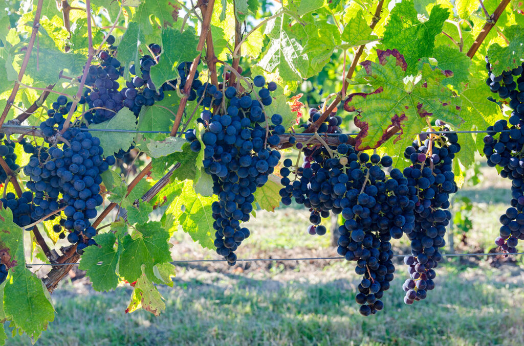 bordeaux-agrees-funding-to-pull-up-vineyards-–-decanter
