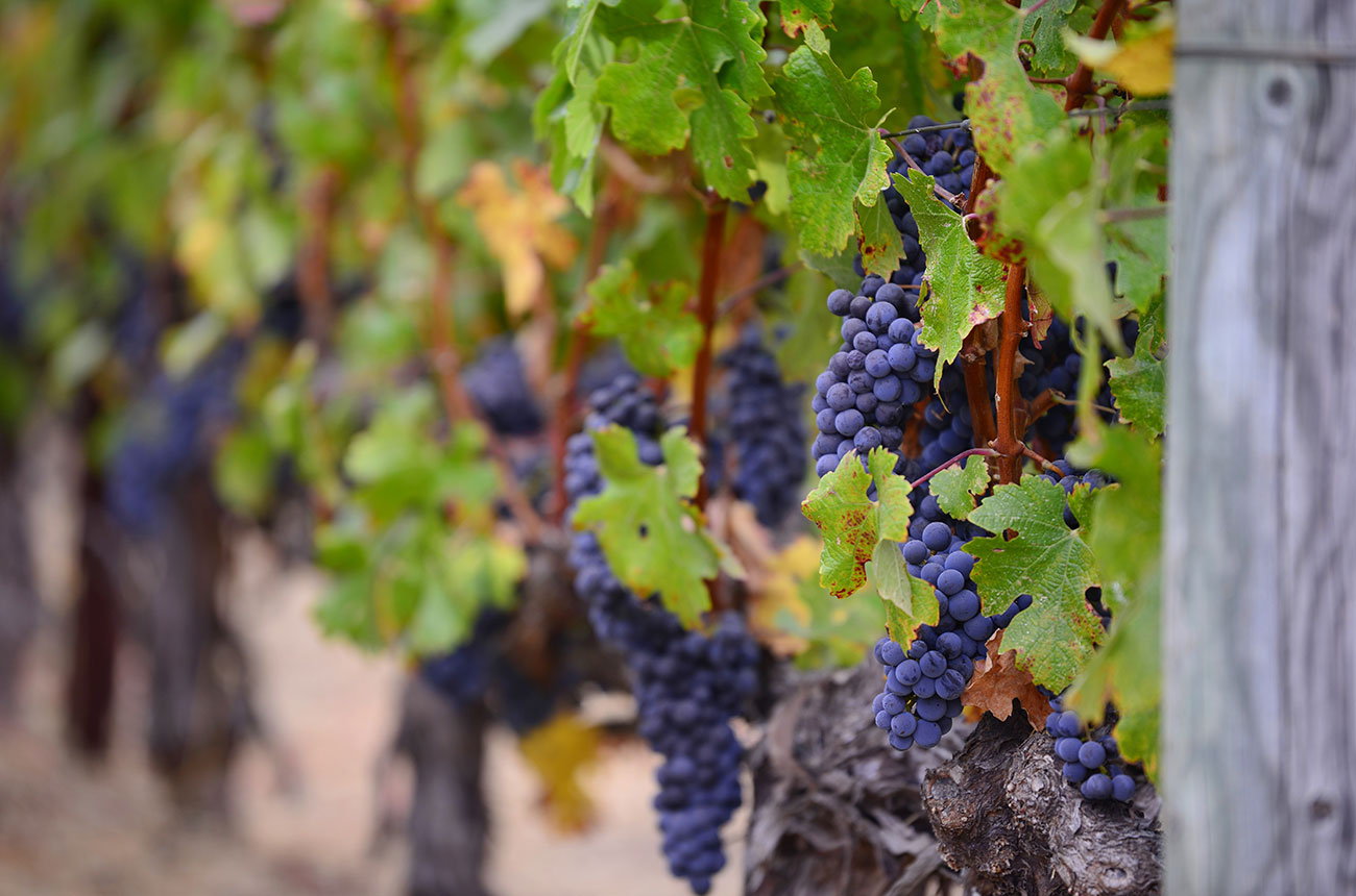 grapevines-first-domesticated-11,000-years-ago,-says-study-–-decanter
