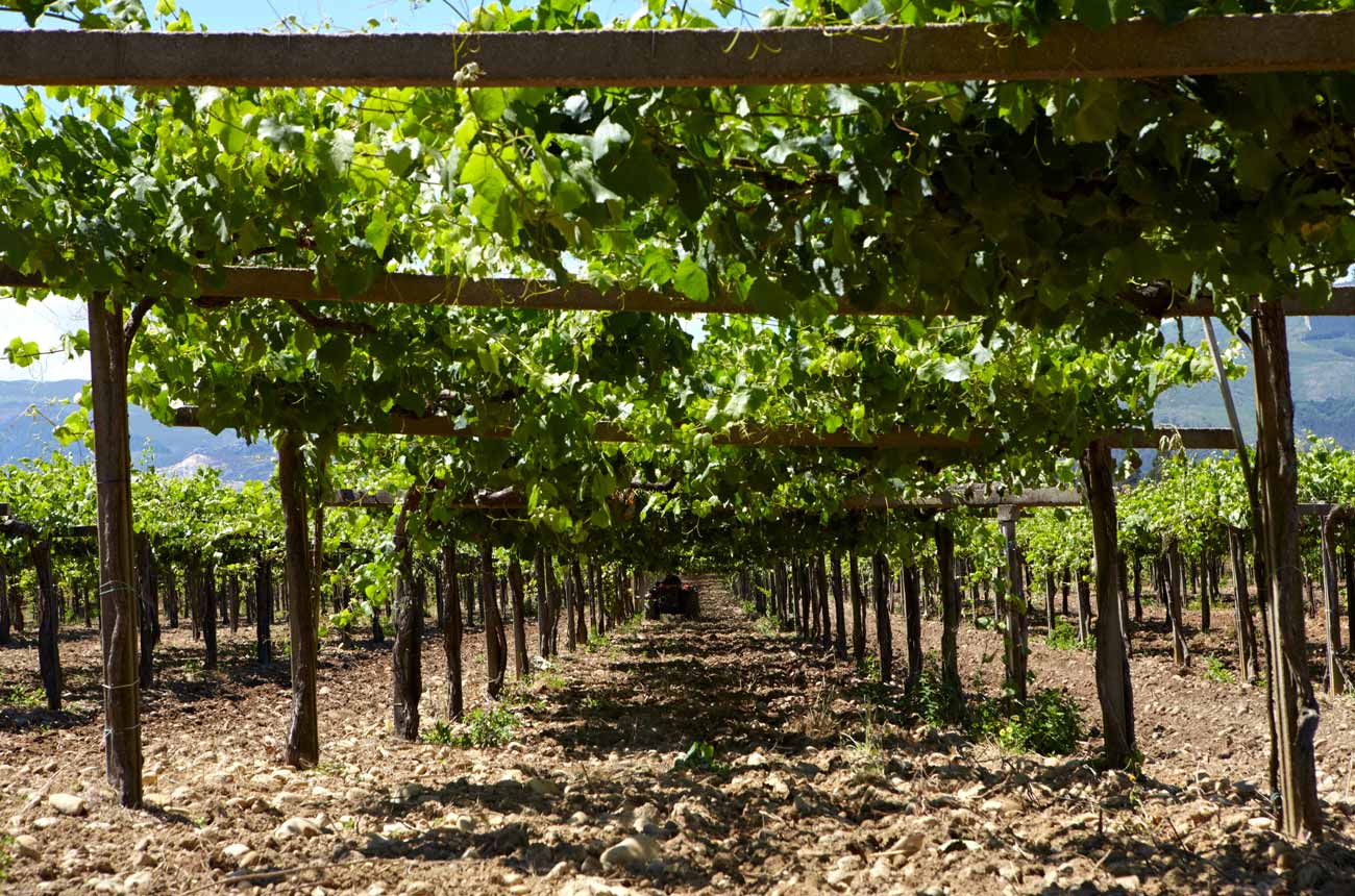 spanish-wine-giant-cvne-expands-into-rias-baixas-with-la-val-purchase-–-decanter