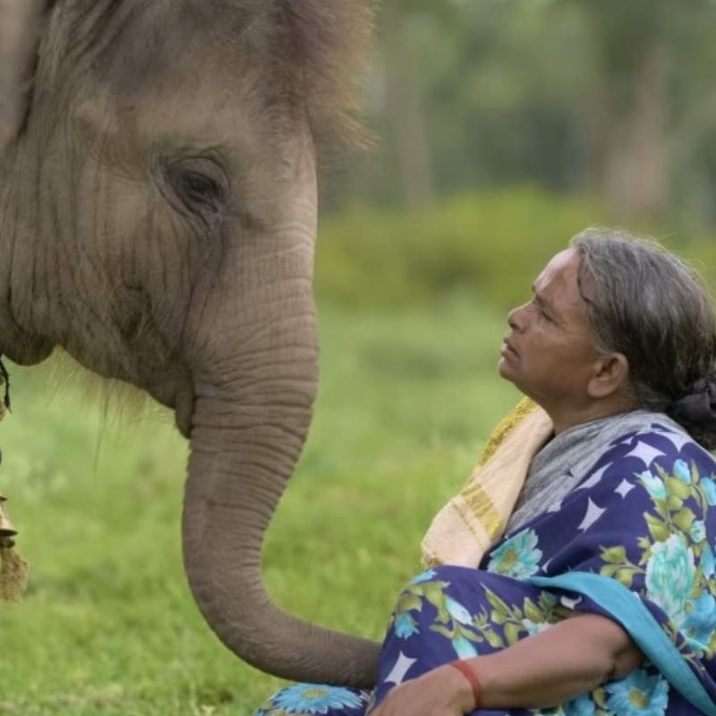 mudumalai-national-park's-online-searches-rise-after-‘the-elephant-whisperers’-oscar-win